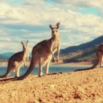 kangaroo wallpapers kangury animals australia canguro canguros gambar animal kangguru trawa pantalla familia backgrounds fondos binatang sobre alphacoders fondo desktop