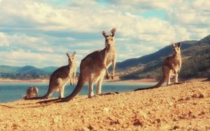 kangaroo wallpapers kangury animals australia canguro canguros gambar animal kangguru trawa pantalla familia backgrounds fondos binatang sobre alphacoders fondo desktop