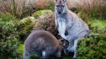kangaroo cool wallaby desktop wallpapers calf moss imagebank biz background format