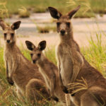 kangaroo australia wallpapers hdwallpaper9 desktop