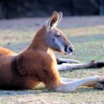 kangaroo wallpapers computer nature desktop wallaby 4k kangaroos backgrounds animal background resolution wall wallabies getwalls io wallpapercave