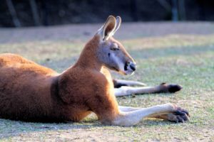 kangaroo wallpapers computer nature desktop wallaby 4k kangaroos backgrounds animal background resolution wall wallabies getwalls io wallpapercave