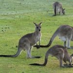 kangaroo wallpapers australia animals national animal wales south eastern background gray murramarang park kangaroos grey australian backgrounds bing desktop abyss