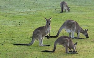 kangaroo wallpapers australia animals national animal wales south eastern background gray murramarang park kangaroos grey australian backgrounds bing desktop abyss