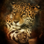 jaguar sauvage enfant felinos grandes cats arte animals alex hocico pintura animales snout descargar deviantart cherry axcy