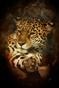 jaguar sauvage enfant felinos grandes cats arte animals alex hocico pintura animales snout descargar deviantart cherry axcy