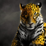 jaguar animals jungle branch leopard background misty animal rainforest club wallpapers13