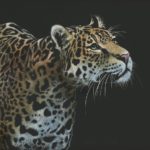 jaguar deviantart leopard tamberella animal fantasy animals cool wallpapers abstract deviant aggressive brazil explore nature