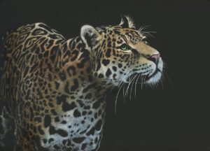 jaguar deviantart leopard tamberella animal fantasy animals cool wallpapers abstract deviant aggressive brazil explore nature