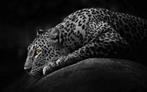 jaguar wallpapers animal