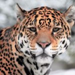 jaguar wild cats closeup animal face cat predator animals wallpapers background muzzle wildlife bokeh leopard picstatio