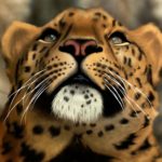 face leopard jaguar wallpapers animal close tiger animals cat predator background baltana android