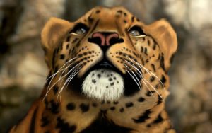 face leopard jaguar wallpapers animal close tiger animals cat predator background baltana android