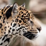 jaguar face animal profile cat wild leopard animals cats wallpapers makeup faces baltana resolution wallpaperup resolutions source categories pcwallart