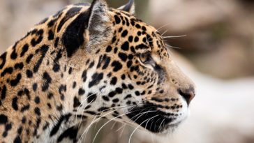 jaguar face animal profile cat wild leopard animals cats wallpapers makeup faces baltana resolution wallpaperup resolutions source categories pcwallart