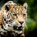 jaguar wild face animals cat resolution wallpapers