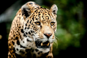 jaguar wild face animals cat resolution wallpapers