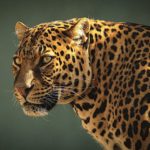 jaguar face close animal cat cats background wallpapers alphacoders wall