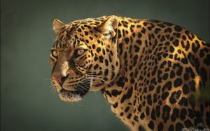 jaguar face close animal cat cats background wallpapers alphacoders wall