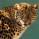 jaguar face leopard animal animals rainforest cheetah desktop jaguars cats between wallpapers faces leopards wallpaperswide wide cat 1080p differences forward