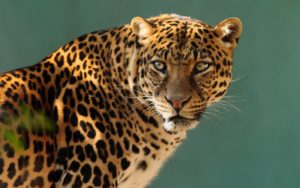 jaguar face leopard animal animals rainforest cheetah desktop jaguars cats between wallpapers faces leopards wallpaperswide wide cat 1080p differences forward