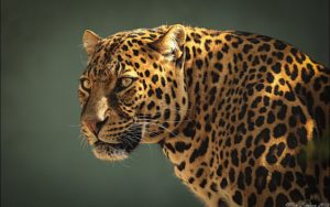 jaguar cat wallpapers 1920 windows background cats animal desktop resolutions