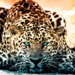jaguar desktop wallpapers animals computer