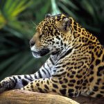 jaguar screensaver wallpapers