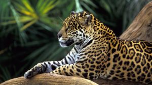 jaguar screensaver wallpapers