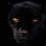 jaguar wild cat cats wallpapers wildlife animal desktop predator walking dark fundo 4k preto tags 1080 resolution hungry pluspng hdwallpaperslife