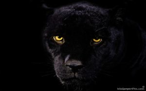 jaguar wild cat cats wallpapers wildlife animal desktop predator walking dark fundo 4k preto tags 1080 resolution hungry pluspng hdwallpaperslife