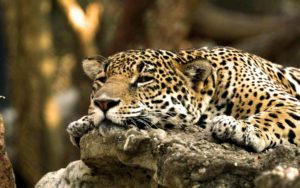 jaguar wallpapers backgrounds animal chincha resolution hipwallpaper youwall wallpapercave