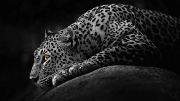 jaguar wallpapers animal
