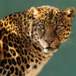 jaguar wallpapers desktop