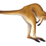 kangaroo cartoon clipart animated animals australian animal graphics gifs clip moving animation cliparts library previous attribution forget link don clipartbest