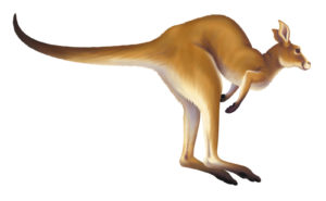 kangaroo cartoon clipart animated animals australian animal graphics gifs clip moving animation cliparts library previous attribution forget link don clipartbest