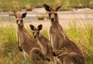 kangaroo animal wallpapers kangaroos koala desktop backgrounds animals choice computer wallpapersafari iphone wallsdesk