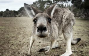 kangaroo australia wallpapers background animals island wildlife sky horizon field computer grass animal kenguru sea desktop mammals landscape kb marsupial