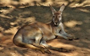 kangaroo wallpapers