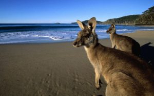 kangaroo wallpapers animals animal kangaroos background marsupial wild handed left desktop predominantly jumping backgrounds tags study whatsapp handedness px 1280