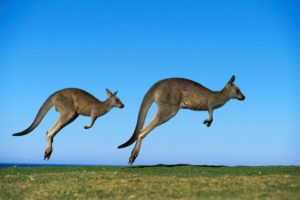 kangaroo wallpapers widescreen 1920 1200