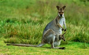 kangaroo wallpapers