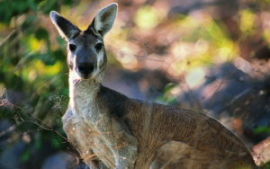 kangaroo wallpapers widescreen 1920 1200