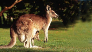 kangaroo backgrounds wallpapers wallsdesk