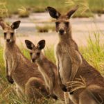 kangaroo wallpapers backgrounds animals