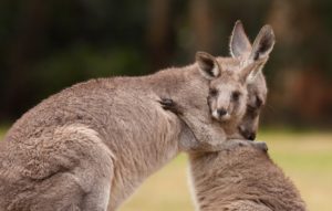 kangaroo wallpapers background animal 2182 hdwallpaper nu