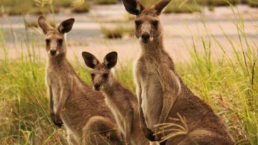 kangaroo wallpapers backgrounds animals