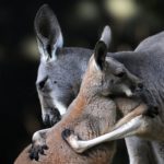 kangaroo wallpapers