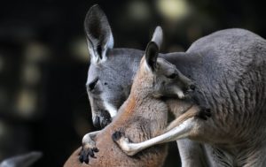 kangaroo wallpapers