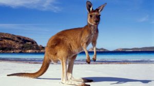 kangaroo wallpapers australian australia down 1920 rest lying largest species male background marsupial mammal wildlife 1280 wall hdwallpaper nu